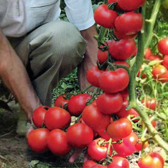 Фото Насіння томатів (помідор) Айвенго F1 (Ivanhoe F1)