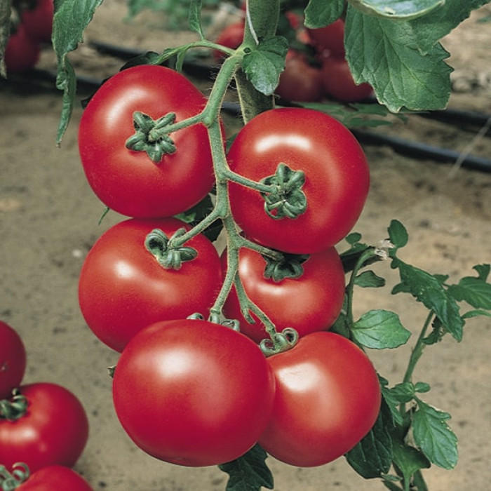 Фото Насіння томатів (помідор) Джадело F1 ( Jadelo F1), №1