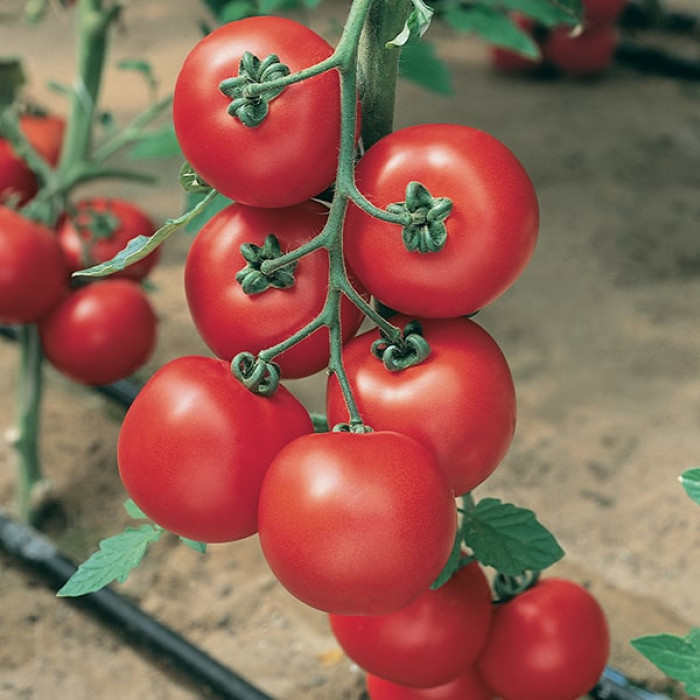 Фото Насіння томатів (помідор) Джадело F1 ( Jadelo F1)
