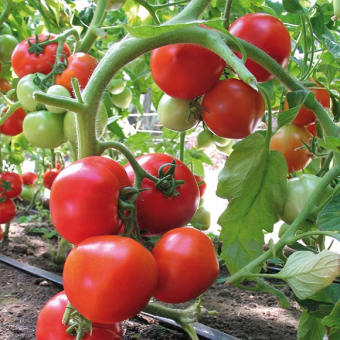 Фото Насіння томатів (помідор) Ядвіга F1 (Jadviga F1)