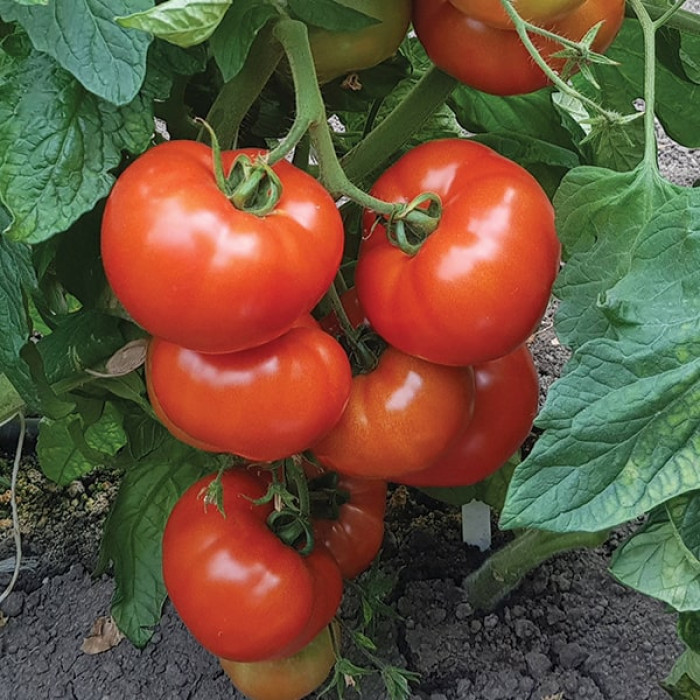 Фото Насіння томатів (помідор) Джем F1