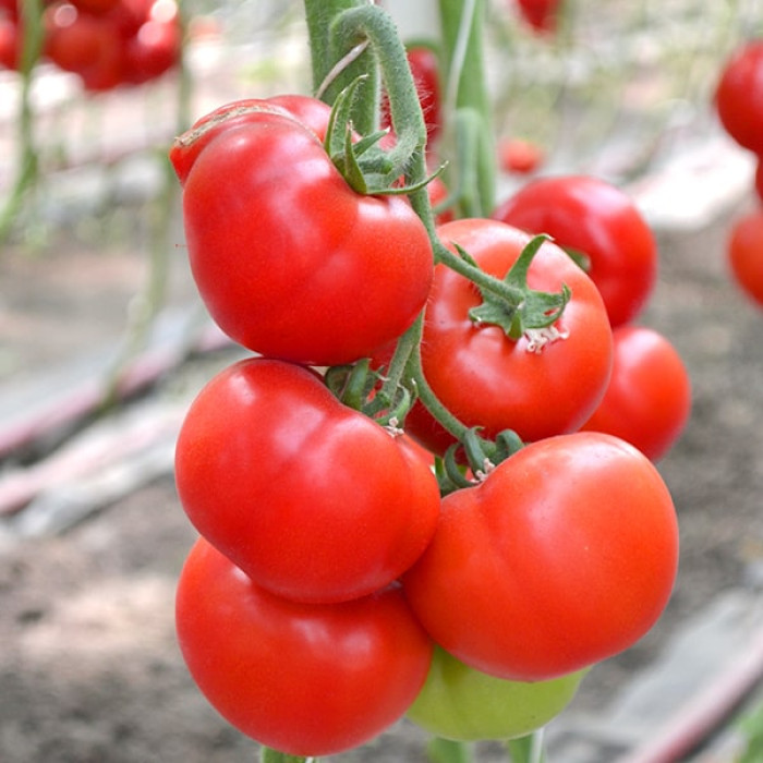 Фото Насіння томатів (помідор) Капонет F1, №1
