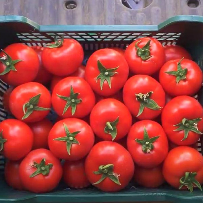 Фото Насіння томатів (помідор) Капонет F1, №2