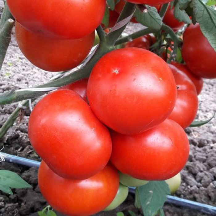 Фото Насіння томатів (помідор) Капонет F1, №3