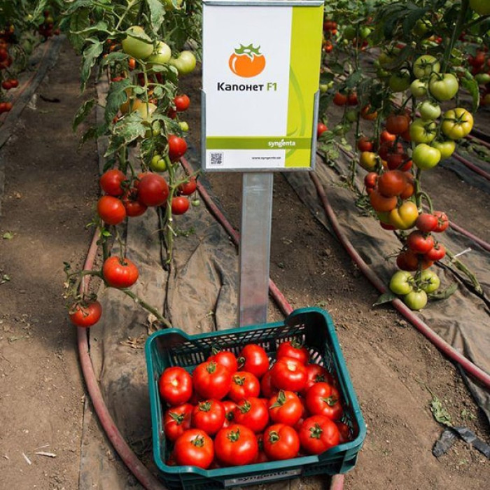 Фото Насіння томатів (помідор) Капонет F1, №4