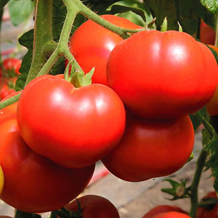 Фото Насіння томатів (помідор) Капонет F1