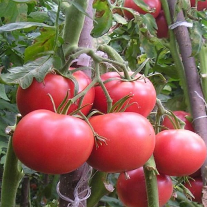 Фото Насіння томатів (помідор) Касаморі F1 (знято з в-ва)