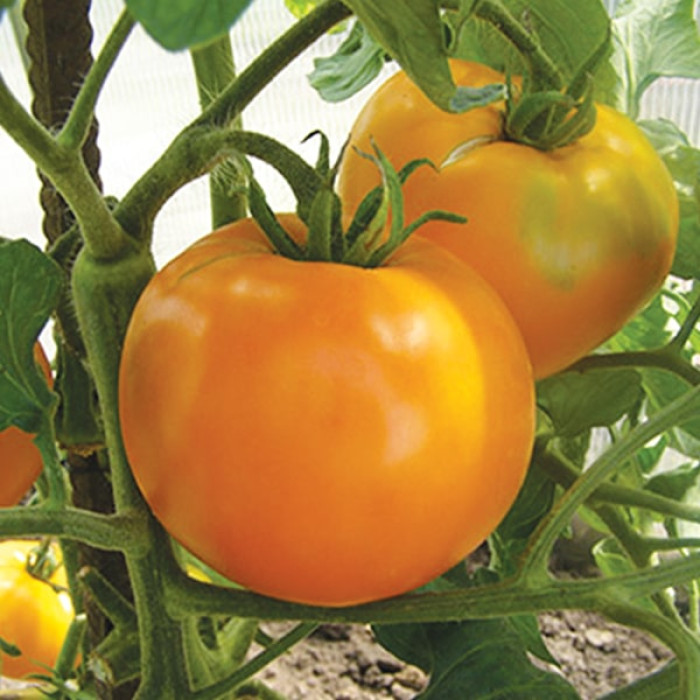 Фото Насіння томатів (помідор) Хурма, №3
