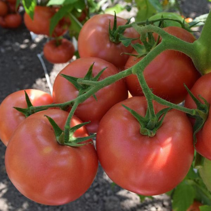 Фото Насіння томатів (помідор) Кібо F1