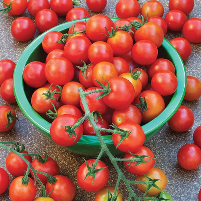 Фото Насіння томатів (помідор) Киш Миш