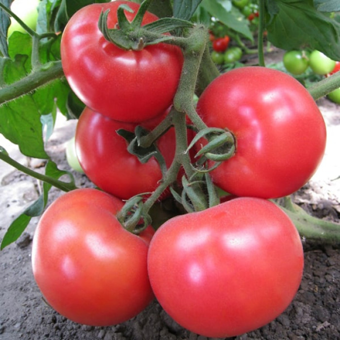 Фото Насіння томатів (помідор) Кітару (KS 14) F1  (знято з в-ва)
