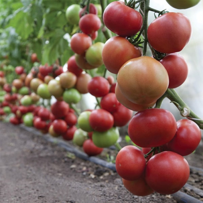 Фото Насіння томатів (помідор) KS 1157 F1, №1