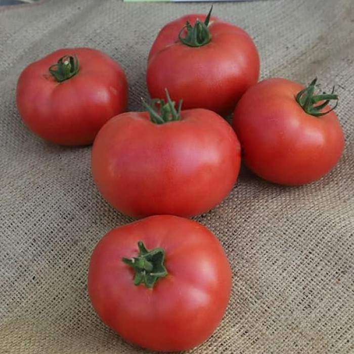 Фото Насіння томатів (помідор) Фінлі F1 (KS 1205 F1)