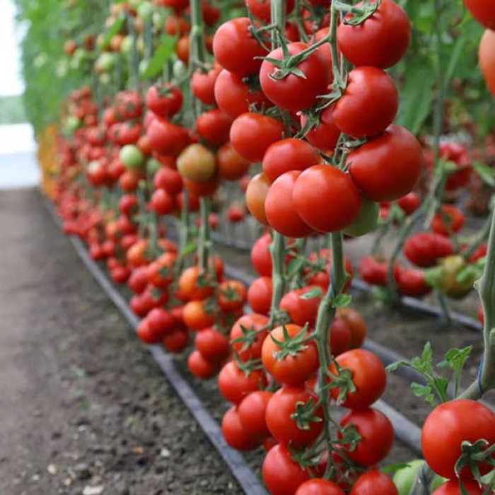 Фото Насіння томатів (помідор) КС 134 F1, №1