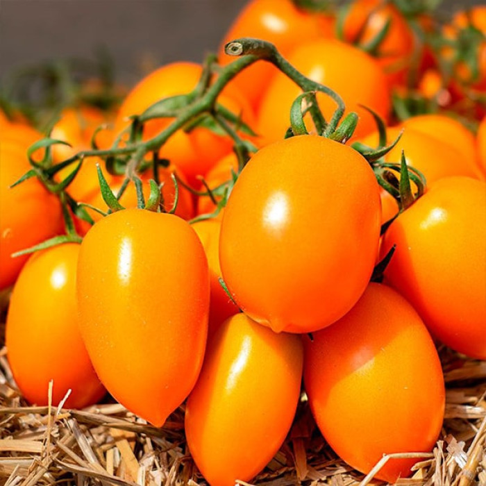 Фото Насіння томатів (помідор) Бенігара F1 (KS 1430 F1)