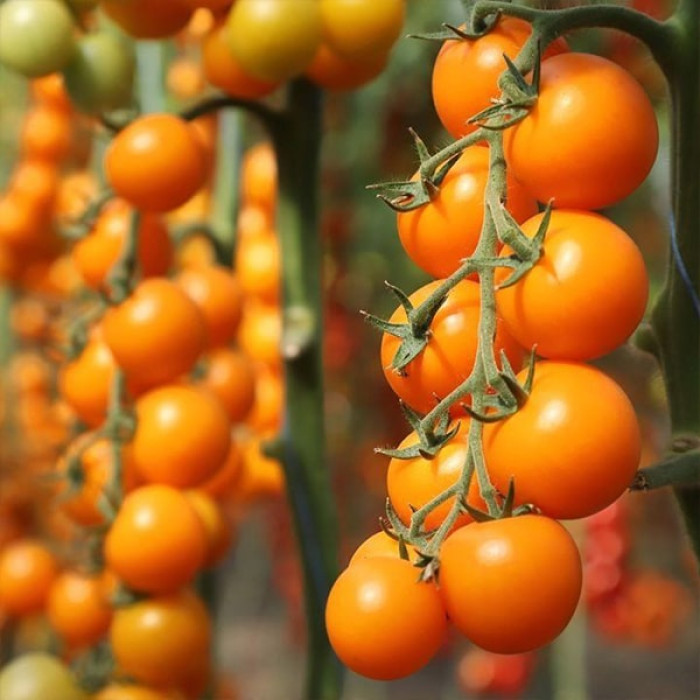 Фото Насіння томатів (помідор) Несі F1 (KS 1549 F1)