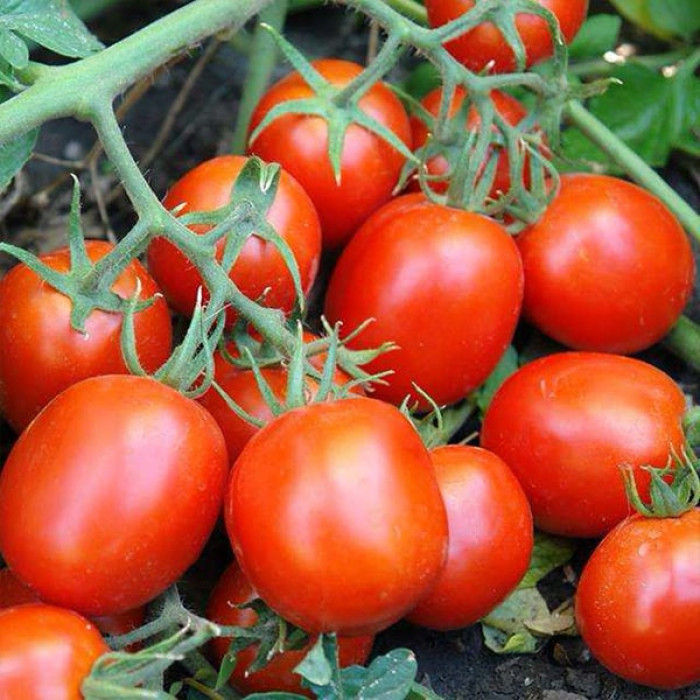 Фото Насіння томатів (помідор) KS 1929 F1