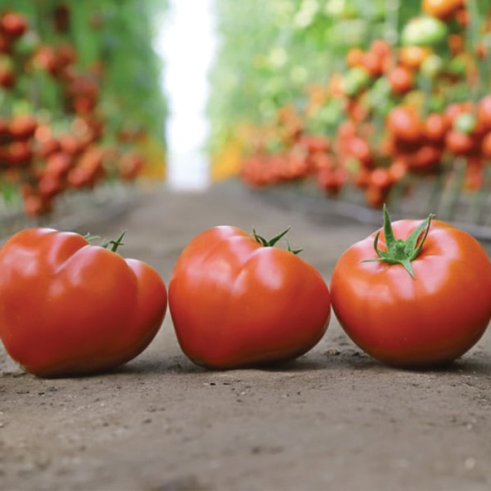 Фото Насіння томатів (помідор) KS 204 F1, №1