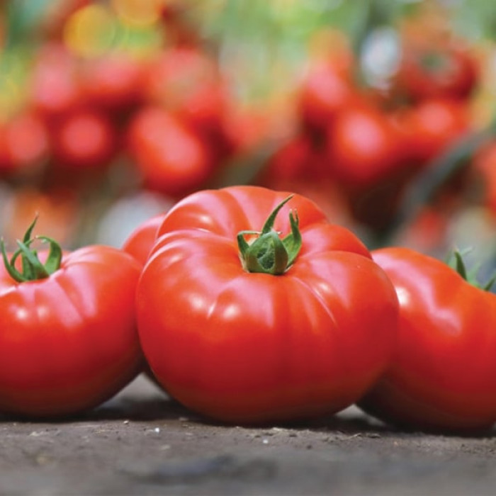 Фото Насіння томатів (помідор) KS 206 F1, №1