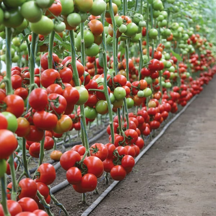 Фото Насіння томатів (помідор) Манамі F1 (Manami KS 21 F1), №1