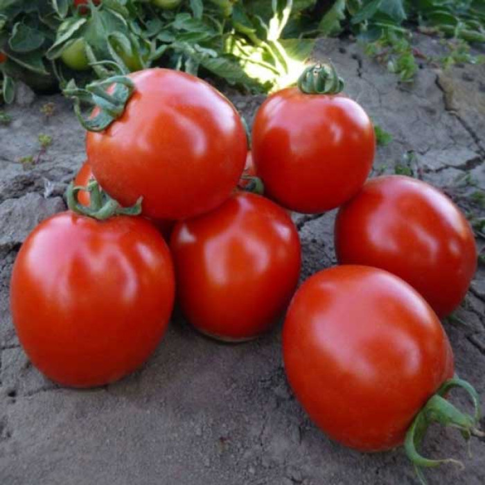 Фото Насіння томатів (помідор) КС 215 F1