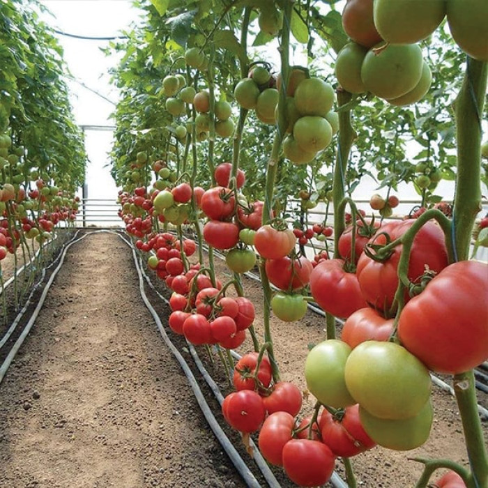 Фото Насіння томатів (помідор) KS 240 F1