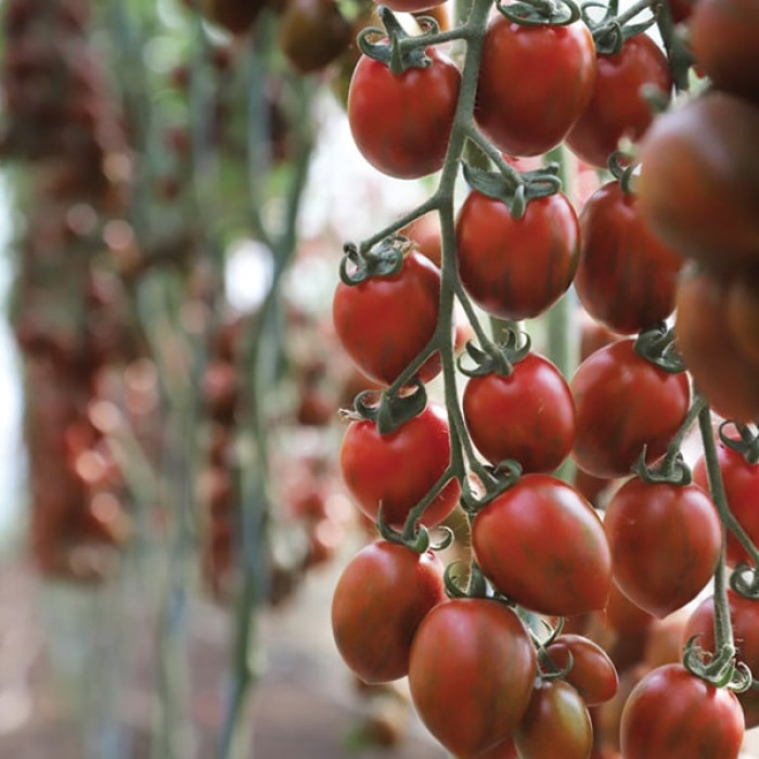 Фото Насіння томатів (помідор) KS 277 F1, №1