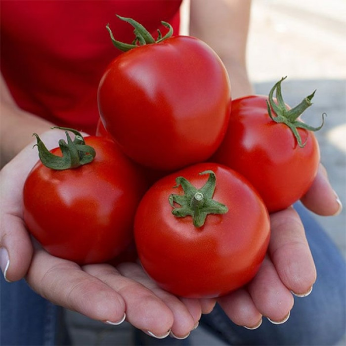 Фото Насіння томатів (помідор) KS 2910 F1