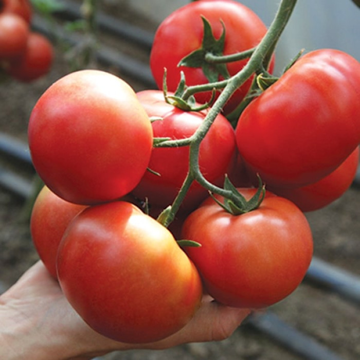 Фото Насіння томатів (помідор) KS 311 F1