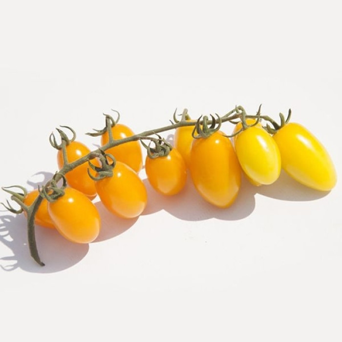 Фото Насіння томатів (помідор) KS 3670 F1