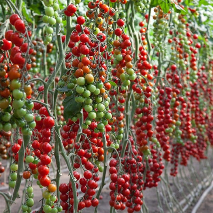 Фото Насіння томатів (помідор) Ітиро F1 (KS 4559 F1), №1