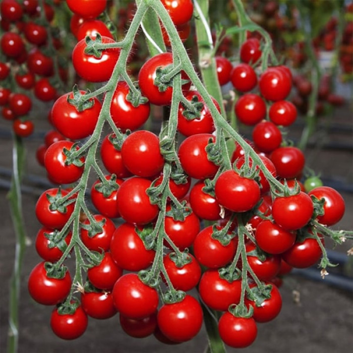 Фото Насіння томатів (помідор) Ітиро F1 (KS 4559 F1)