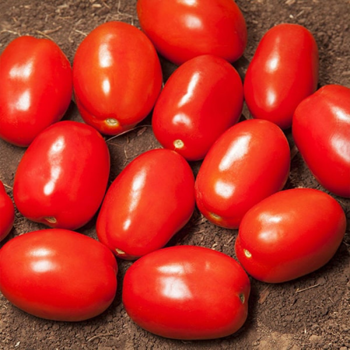 Фото Насіння томатів (помідор) KS 720 (Дерріка) F1