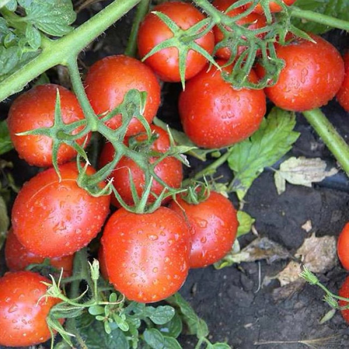 Фото Насіння томатів (помідор) KS 910 F1