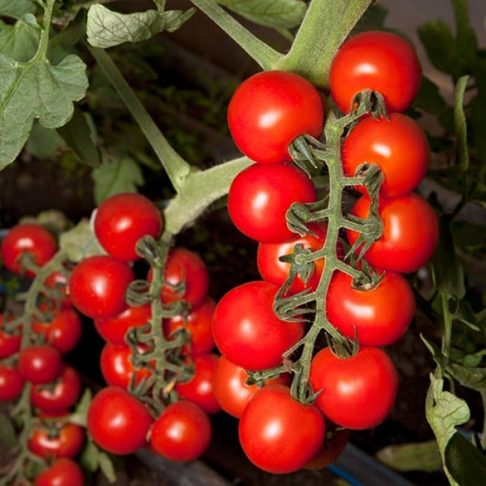Фото Насіння томатів (помідор) KS 959 F1