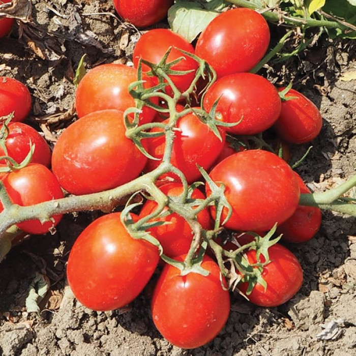 Фото Насіння томатів (помідор) Квікфаєр F1 (Quickfire F1), №1