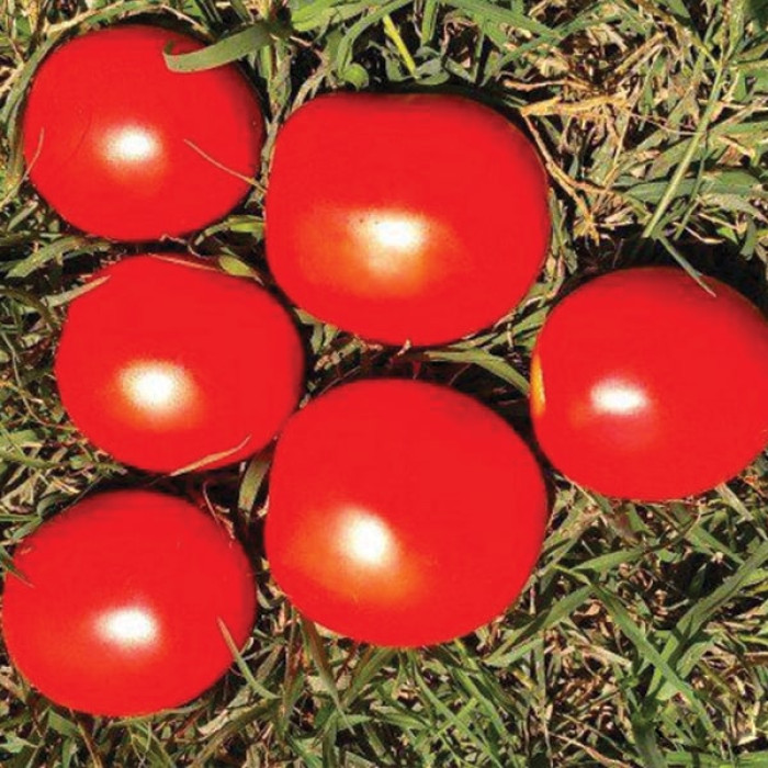 Фото Насіння томатів (помідор) Квікфаєр F1 (Quickfire F1)