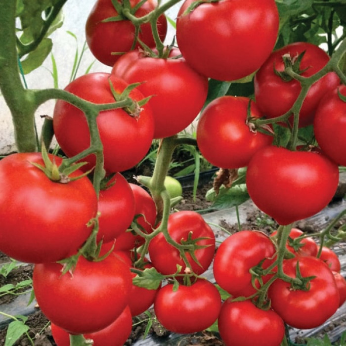Фото Насіння томатів (помідор) Леда F1 (Leda F1)