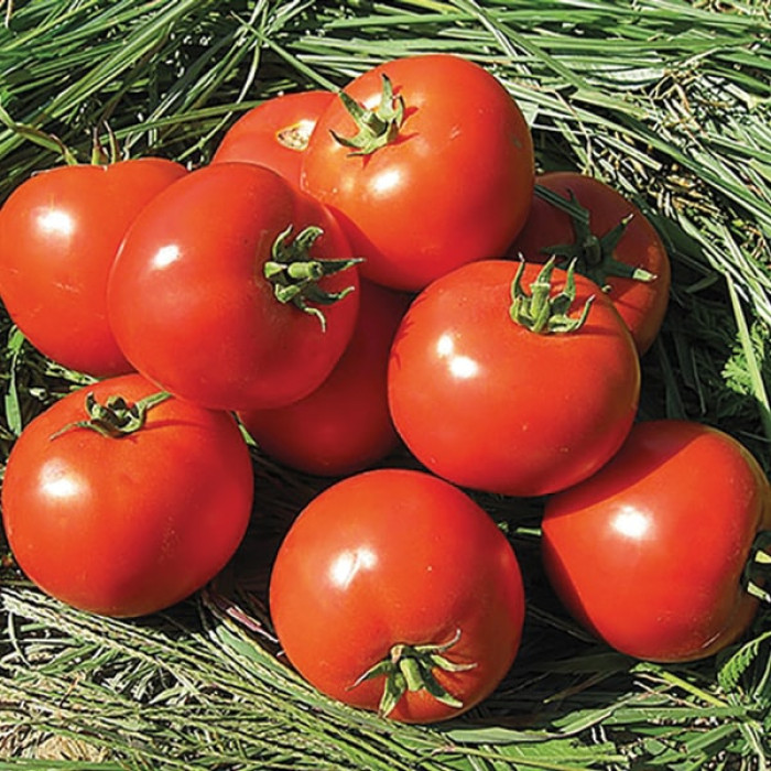 Фото Насіння томатів (помідор) Лоджейн F1 (Lojain F1)