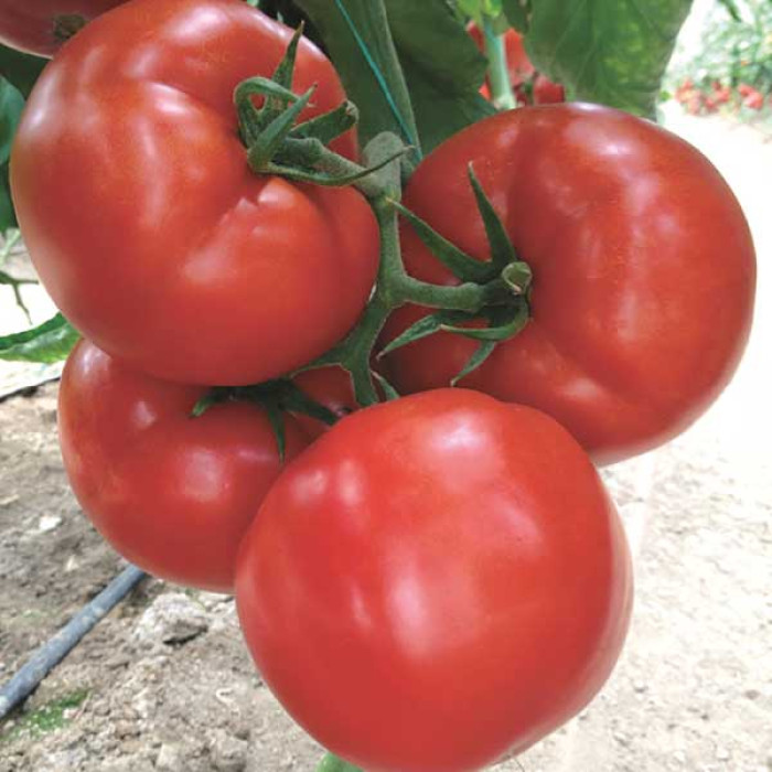 Фото Насіння томатів (помідор) Ляна