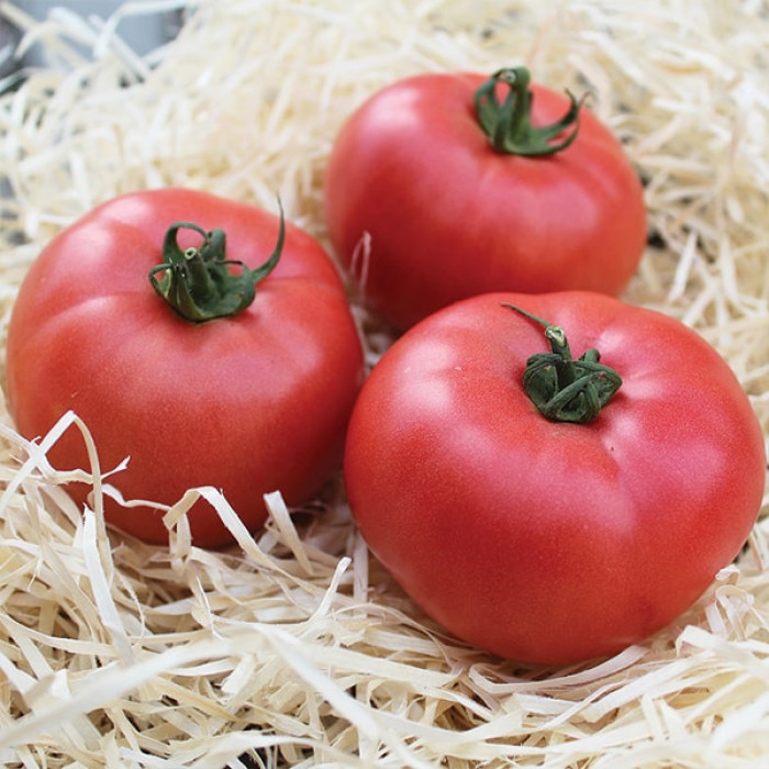 Фото Насіння томатів (помідор) Ляна Рожева