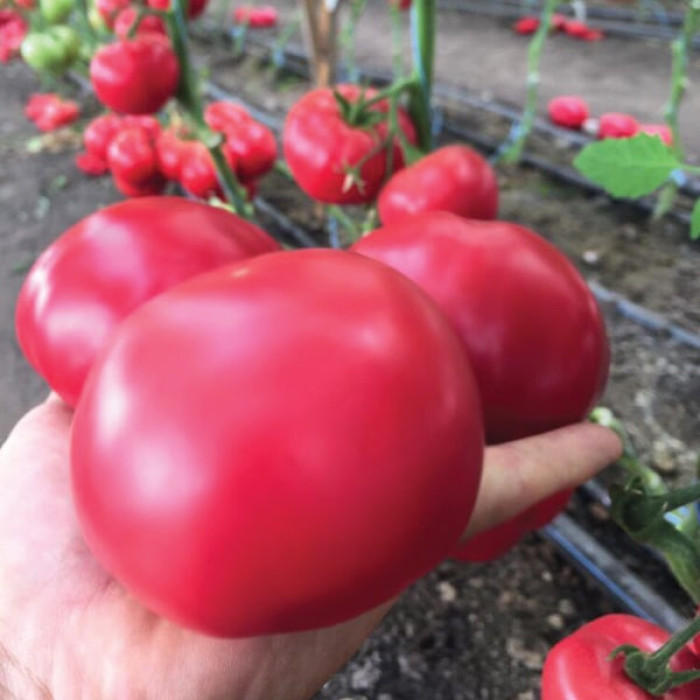 Фото Насіння томатів (помідор) Макан F1 (Macan F1)