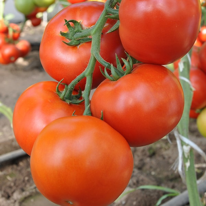 Фото Насіння томатів (помідор) Махітос 73-407 F1 (Mahitos 73-407 F1)