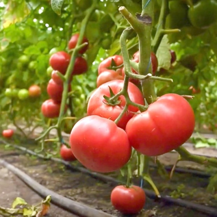 Фото Насіння томатів (помідор) Малдуо F1 (Malduo F1), №1