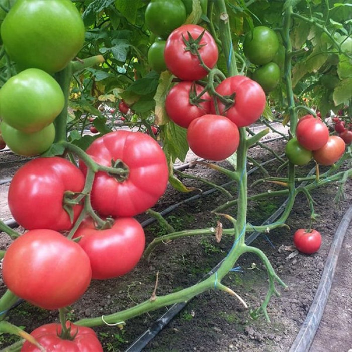 Фото Насіння томатів (помідор) Малдуо F1 (Malduo F1), №2