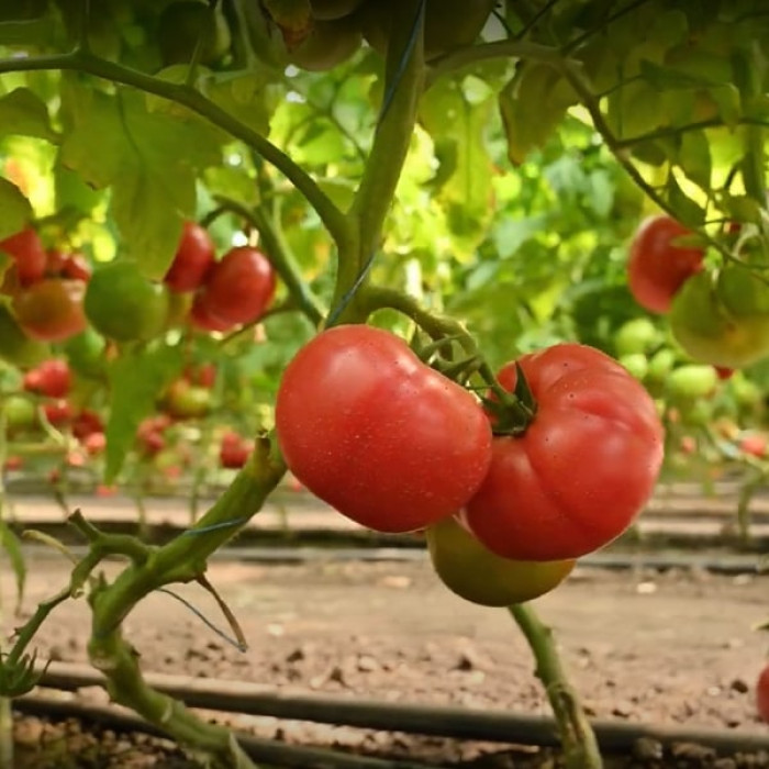 Фото Насіння томатів (помідор) Малдуо F1 (Malduo F1), №4