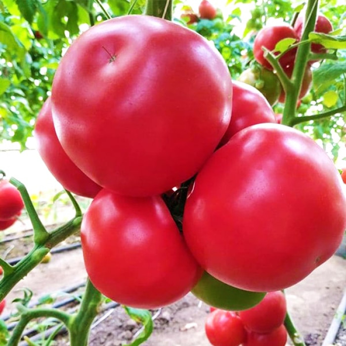 Фото Насіння томатів (помідор) Малдуо F1 (Malduo F1)
