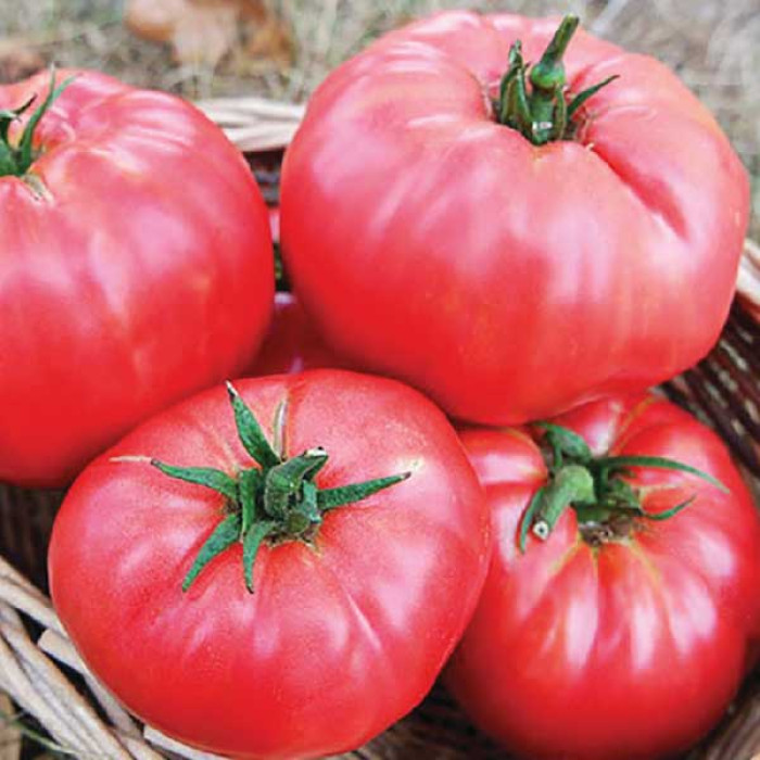 Фото Насіння томатів (помідор) Малинове Родео