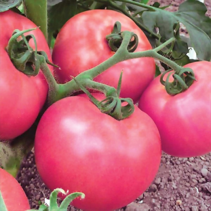 Фото Насіння томатів (помідор) Малиновый Дзвін