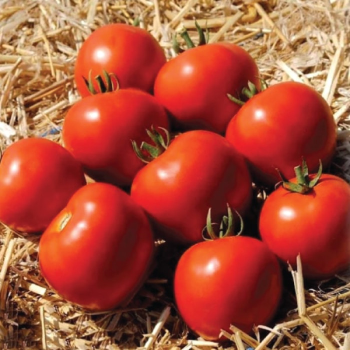 Фото Насіння томатів (помідор) Мамако F1 (Mamako F1)